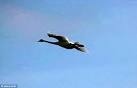Lonely swan is grounded after he fell in love with a helicopter