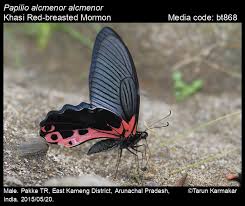 Attēlu rezultāti vaicājumam “Papilionidae”