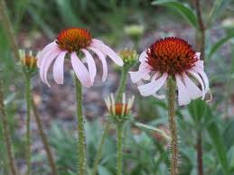 Image result for Echinacea angustifolia