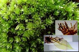 Attēlu rezultāti vaicājumam “Bryum moravicum”