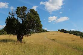 Image result for Box Hill SC