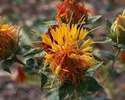 Image result for Carthamus tinctorius