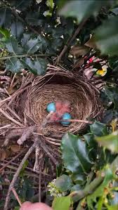 Attēlu rezultāti vaicājumam “Erithacus rubecula eggs”