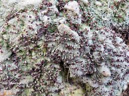 Attēlu rezultāti vaicājumam “Baeomyces rufus”