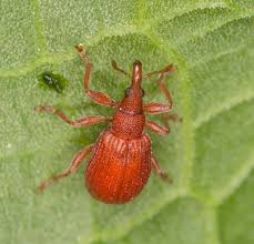 Attēlu rezultāti vaicājumam “Apion sp.”