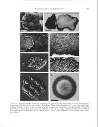 Attēlu rezultāti vaicājumam “Pachyphloeus melanoxanthus”