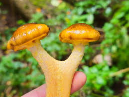 Attēlu rezultāti vaicājumam “Armillaria sp.”