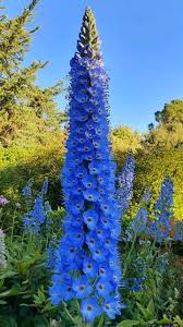 Attēlu rezultāti vaicājumam “Veronica spicata flower”