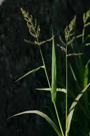 Attēlu rezultāti vaicājumam “Echinochloa crus-galli leaf”
