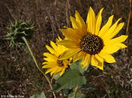 Attēlu rezultāti vaicājumam “Helianthus annuus flower”