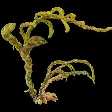 Attēlu rezultāti vaicājumam “Anomodon attenuatus”