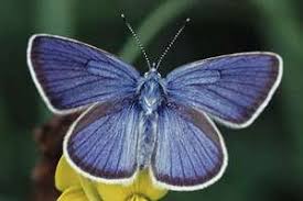 Attēlu rezultāti vaicājumam “Cyaniris semiargus”