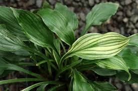 Image result for Hosta White Feather