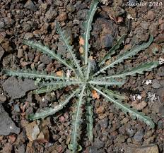 Image result for blazing vantoms