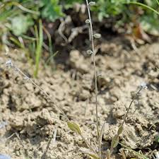 Attēlu rezultāti vaicājumam “Myosotis ramosissima”