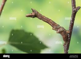 Attēlu rezultāti vaicājumam “Selenia dentaria larva”