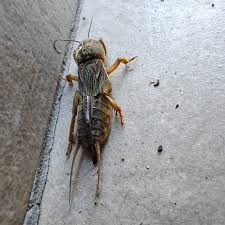 Attēlu rezultāti vaicājumam “Grypocoris sexguttatus imago”