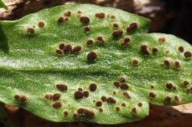 Attēlu rezultāti vaicājumam “Tranzschelia anemones”