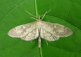 Attēlu rezultāti vaicājumam “Anania lancealis”