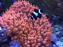 Image result for Anemonenarten