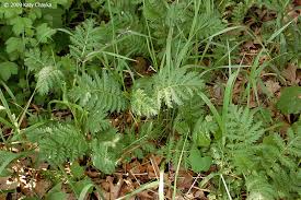 Image result for Tanacetum vulgare