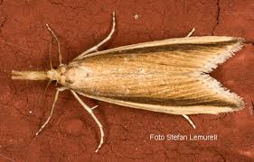 Attēlu rezultāti vaicājumam “Donacaula mucronella”