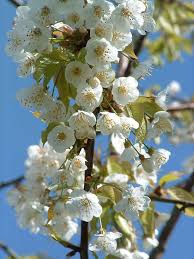 Attēlu rezultāti vaicājumam “Prunus avium flower”