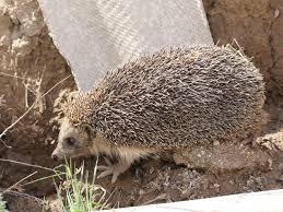 Attēlu rezultāti vaicājumam “Erinaceus sp.”