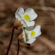 Attēlu rezultāti vaicājumam “Pinguicula alpina”