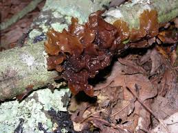 Attēlu rezultāti vaicājumam “Tremella foliacea”