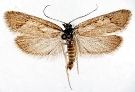 Attēlu rezultāti vaicājumam “Diurnea lipsiella male”