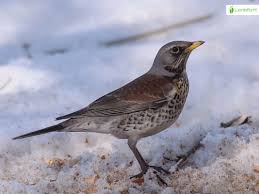 Attēlu rezultāti vaicājumam “Turdus pilaris juvenile”