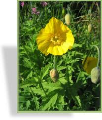 Image result for Scheinmohn