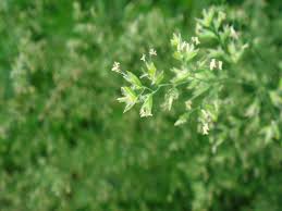 Attēlu rezultāti vaicājumam “Poa trivialis flower”