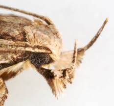 Attēlu rezultāti vaicājumam “Gelechia scotinella”