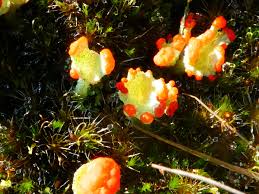 Attēlu rezultāti vaicājumam “Cladonia floerkeana”