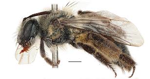 Attēlu rezultāti vaicājumam “Andrena”