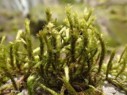 Attēlu rezultāti vaicājumam “Antitrichia curtipendula”