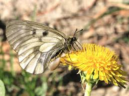 Attēlu rezultāti vaicājumam “Parnassius mnemosyne”