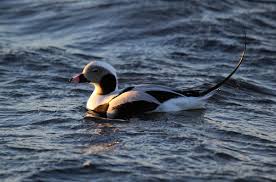 Attēlu rezultāti vaicājumam “Clangula hyemalis”