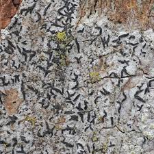 Attēlu rezultāti vaicājumam “Alyxoria varia”