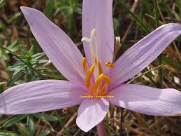 Image result for Herbstzeitlose