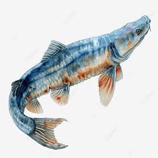 Image result for Acipenser fulvescens