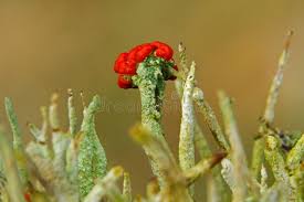 Attēlu rezultāti vaicājumam “Cladonia floerkeana”