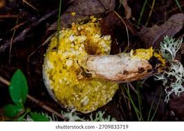 Attēlu rezultāti vaicājumam “Hypomyces chrysospermus”