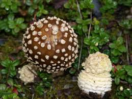 Attēlu rezultāti vaicājumam “Amanita regalis”