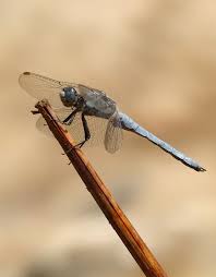 Attēlu rezultāti vaicājumam “Orthetrum brunneum”