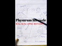 Attēlu rezultāti vaicājumam “Physarum bivalve young”