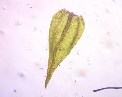 Attēlu rezultāti vaicājumam “Hygroamblystegium varium”