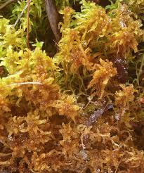 Attēlu rezultāti vaicājumam “Sphagnum contortum”